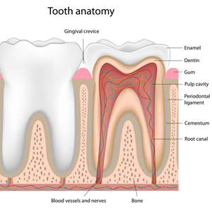 Tooth Anantomy